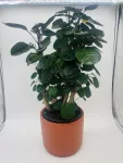 Polyscias Fabian 80cm