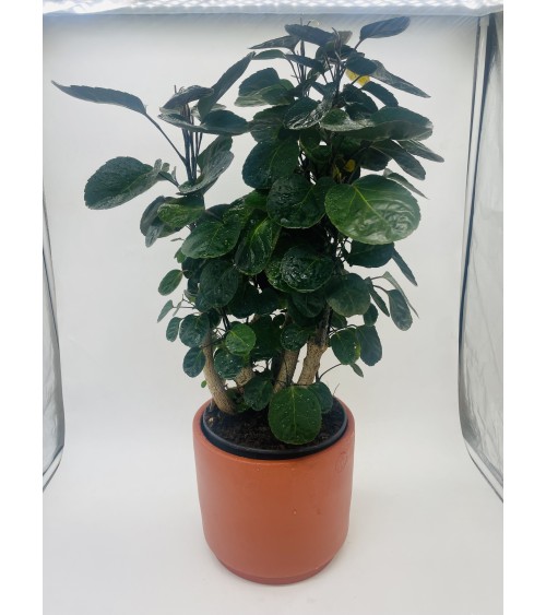 Polyscias Fabian 80cm