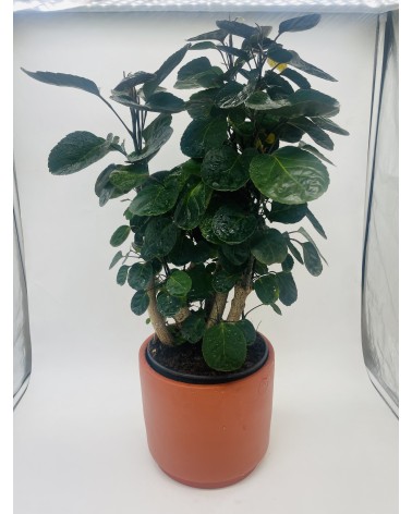 Polyscias Fabian 80cm