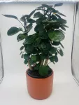 Polyscias Fabian 80cm – vue 2