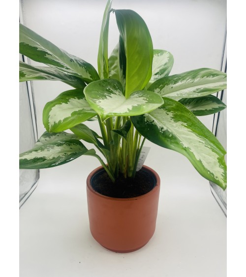 Aglaonema Diamond Bay 72cm