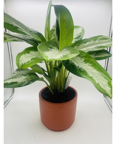 Aglaonema Diamond Bay 72cm