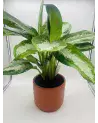 Aglaonema Diamond Bay 72cm