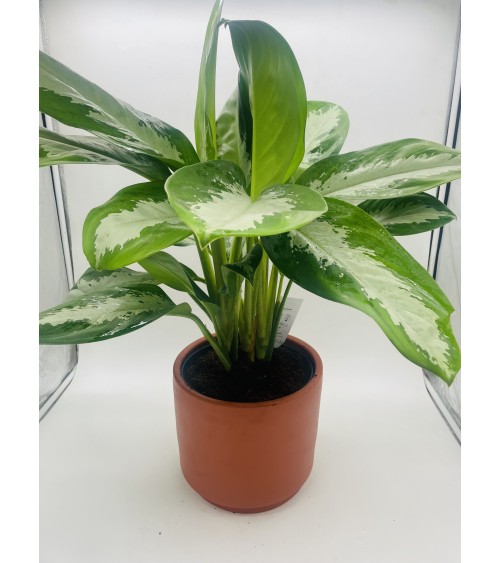Aglaonema Diamond Bay 72cm