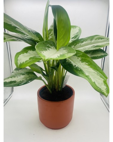 Aglaonema Diamond Bay 72cm