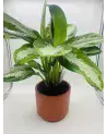 Aglaonema Diamond Bay 72cm