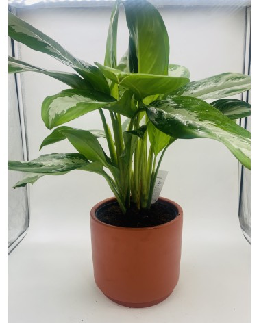 Aglaonema Diamond Bay 72cm