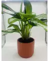 Aglaonema Diamond Bay 72cm