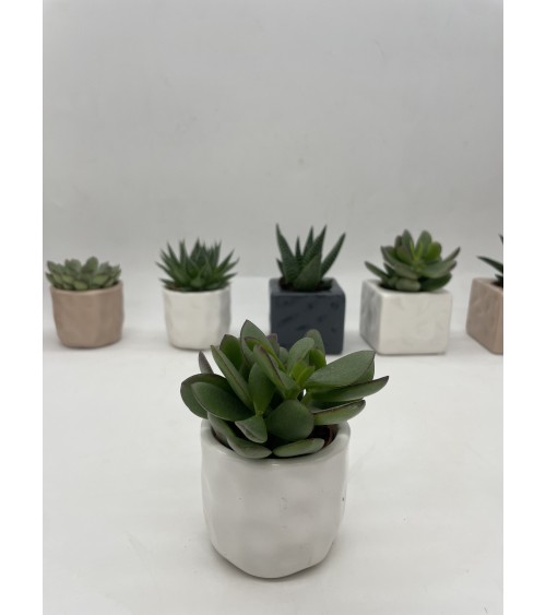 Mini cactus en pot