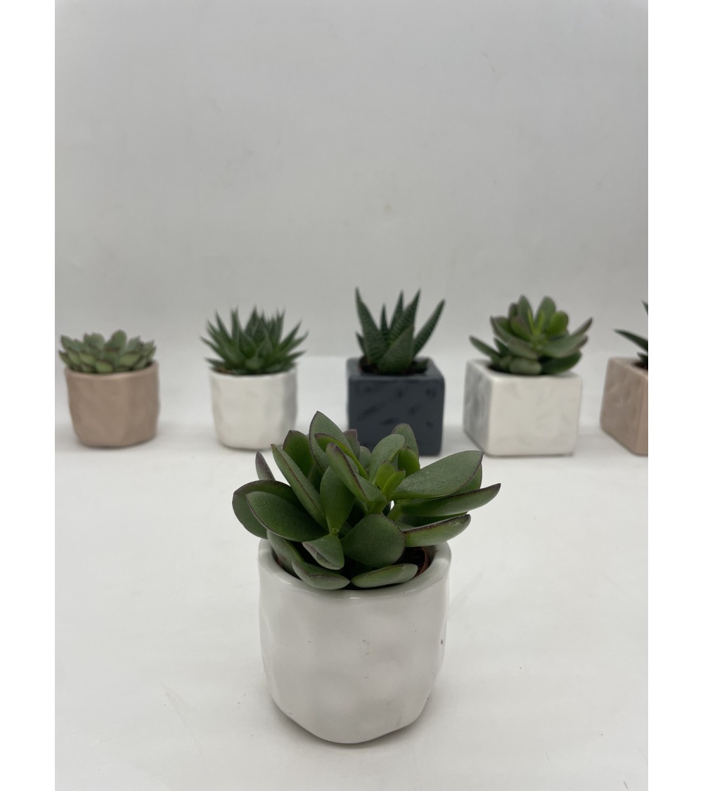 Mini cactus en pot