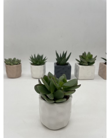 Mini cactus en pot