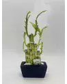 Bambou en Pot – Plante Porte-Bonheur | Verttige
