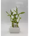 Bambou en Pot – Plante Porte-Bonheur | Verttige