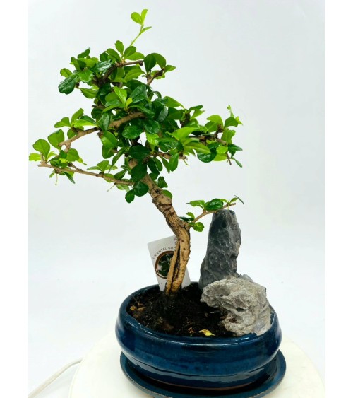 Bonsai Ficus