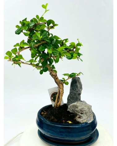 Bonsai Ficus