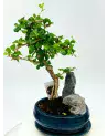 Bonsai Ficus