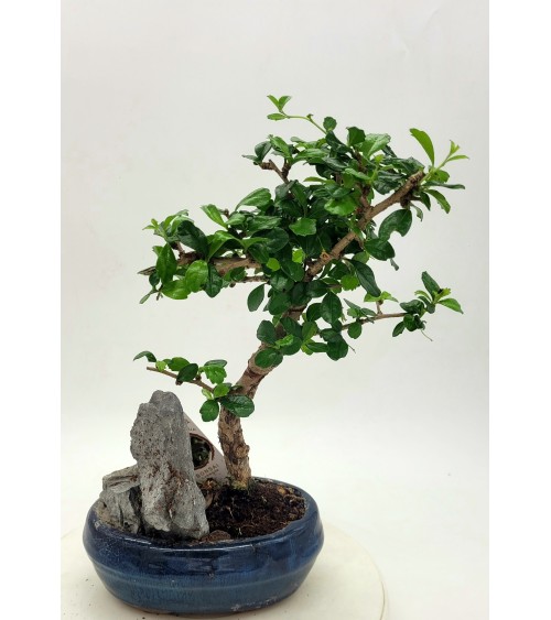Bonsai Ficus