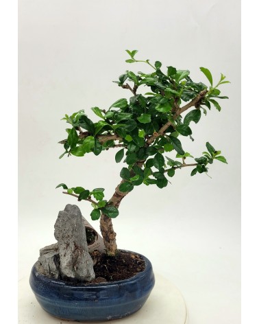 Bonsai Ficus