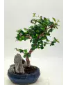 Bonsai Ficus