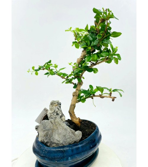 Bonsai Ficus