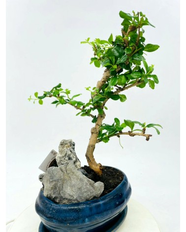 Bonsai Ficus