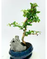 Bonsai Ficus