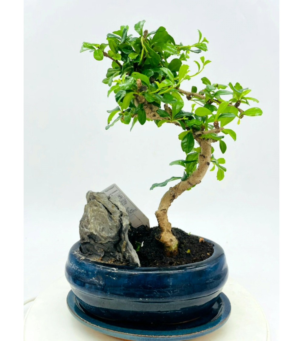 Bonsai Ficus
