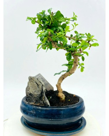 Bonsai Ficus