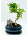 Bonsai Ficus