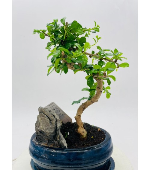 Bonsai Ficus