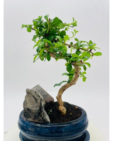 Bonsai Ficus