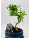 Bonsai Ficus