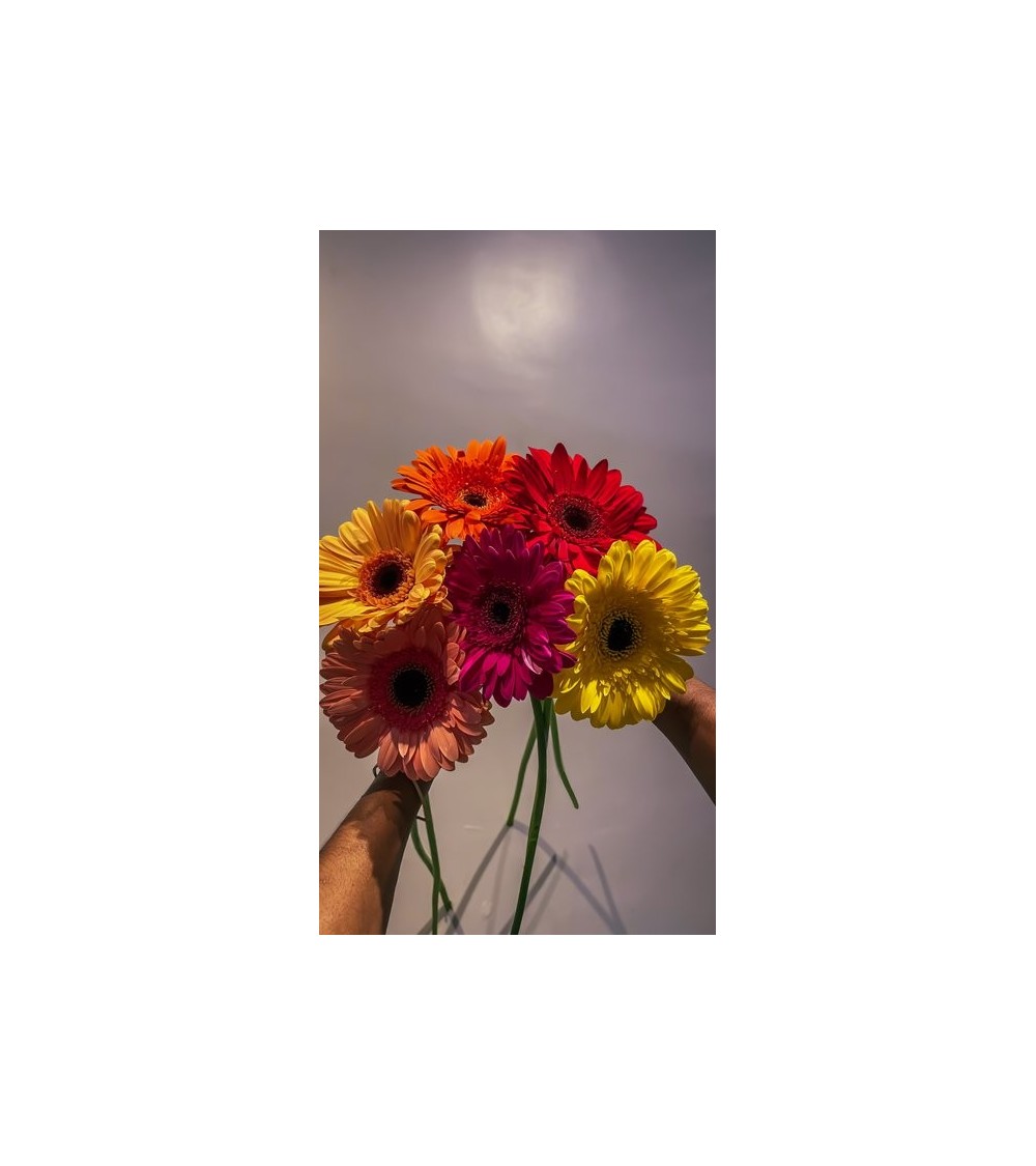 非洲菊花束