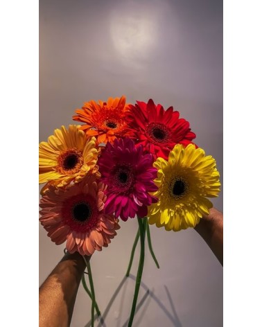 非洲菊花束