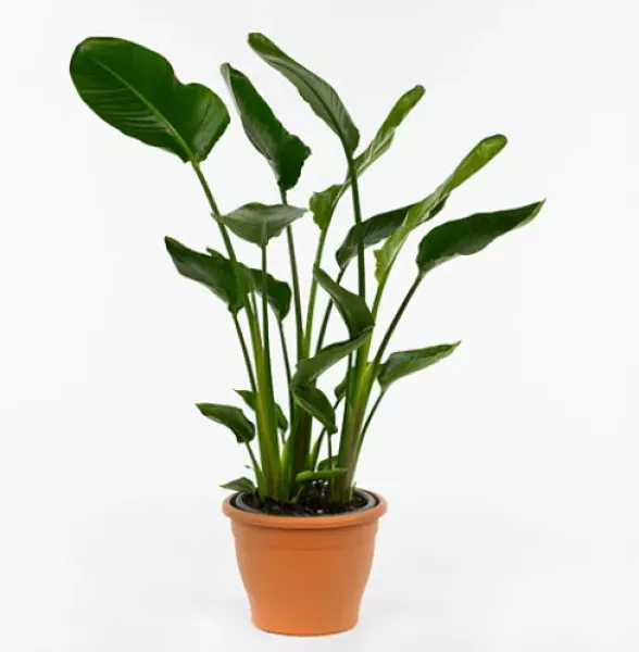 Strelitzia Nicolai
