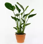 Strelitzia Nicolai