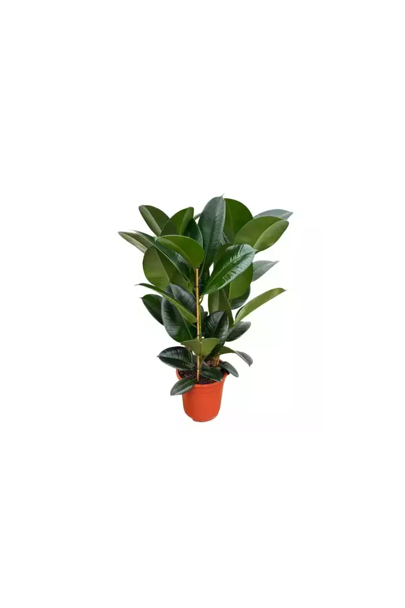Ficus Robusta – Grande Plante Décorative | Verttige