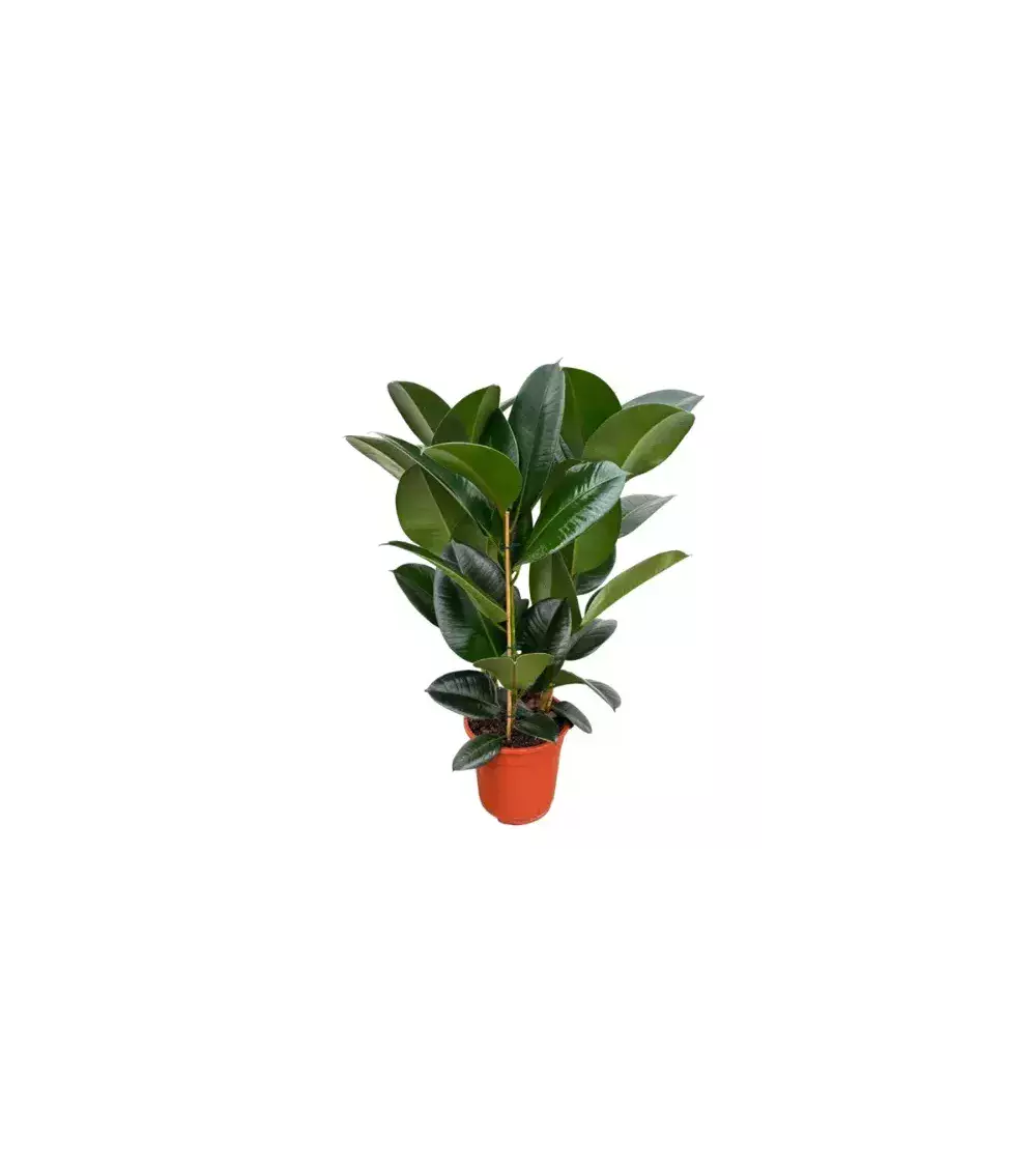 Ficus Robusta – Grande Plante Décorative | Verttige