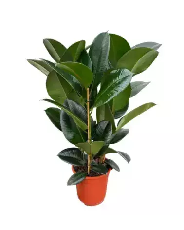 Ficus Robusta – Grande Plante Décorative | Verttige