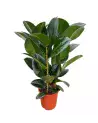 Ficus Robusta – Grande Plante Décorative | Verttige