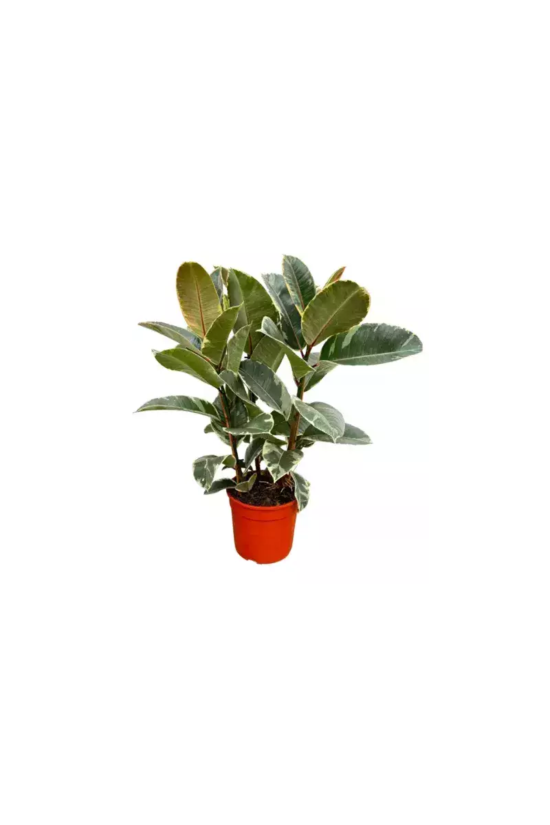 Ficus Tineke – Ficus Panaché Ultra Décoratif | Verttige