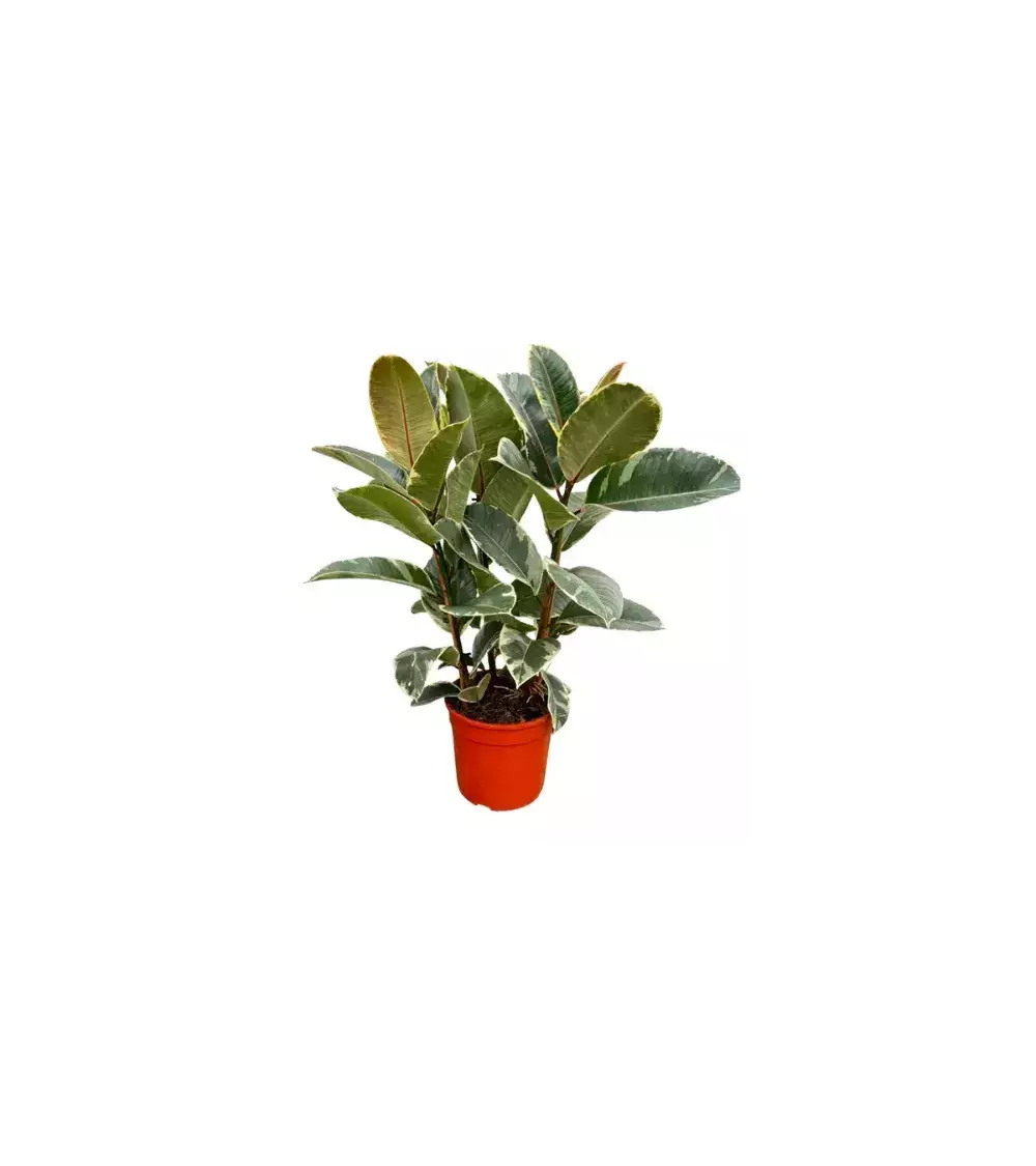 Ficus Tineke – Ficus Panaché Ultra Décoratif | Verttige