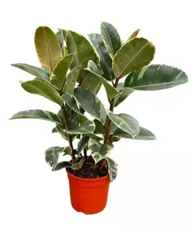 Ficus Tineke – Ficus Panaché Ultra Décoratif | Verttige