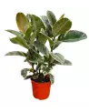 Ficus Tineke – Ficus Panaché Ultra Décoratif | Verttige