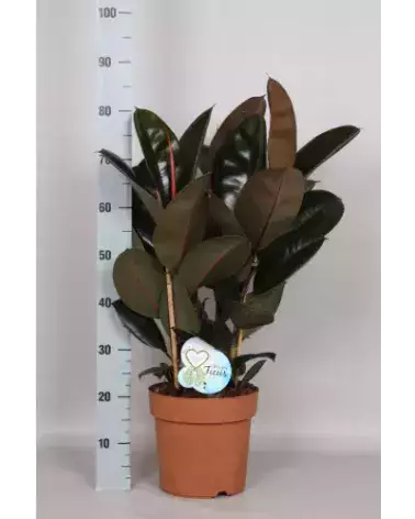 Ficus Abidjan – Feuillage Vert & Reflets Bordeaux | Verttige