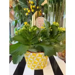 卡兰科红色