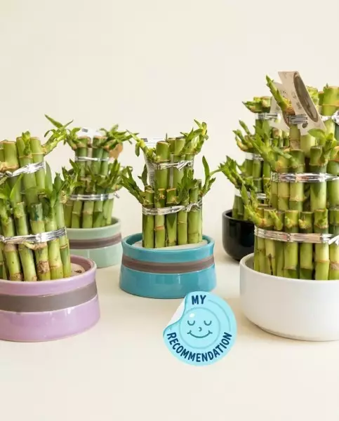 Bambou en Pot – Cadeau Porte-Bonheur | Verttige