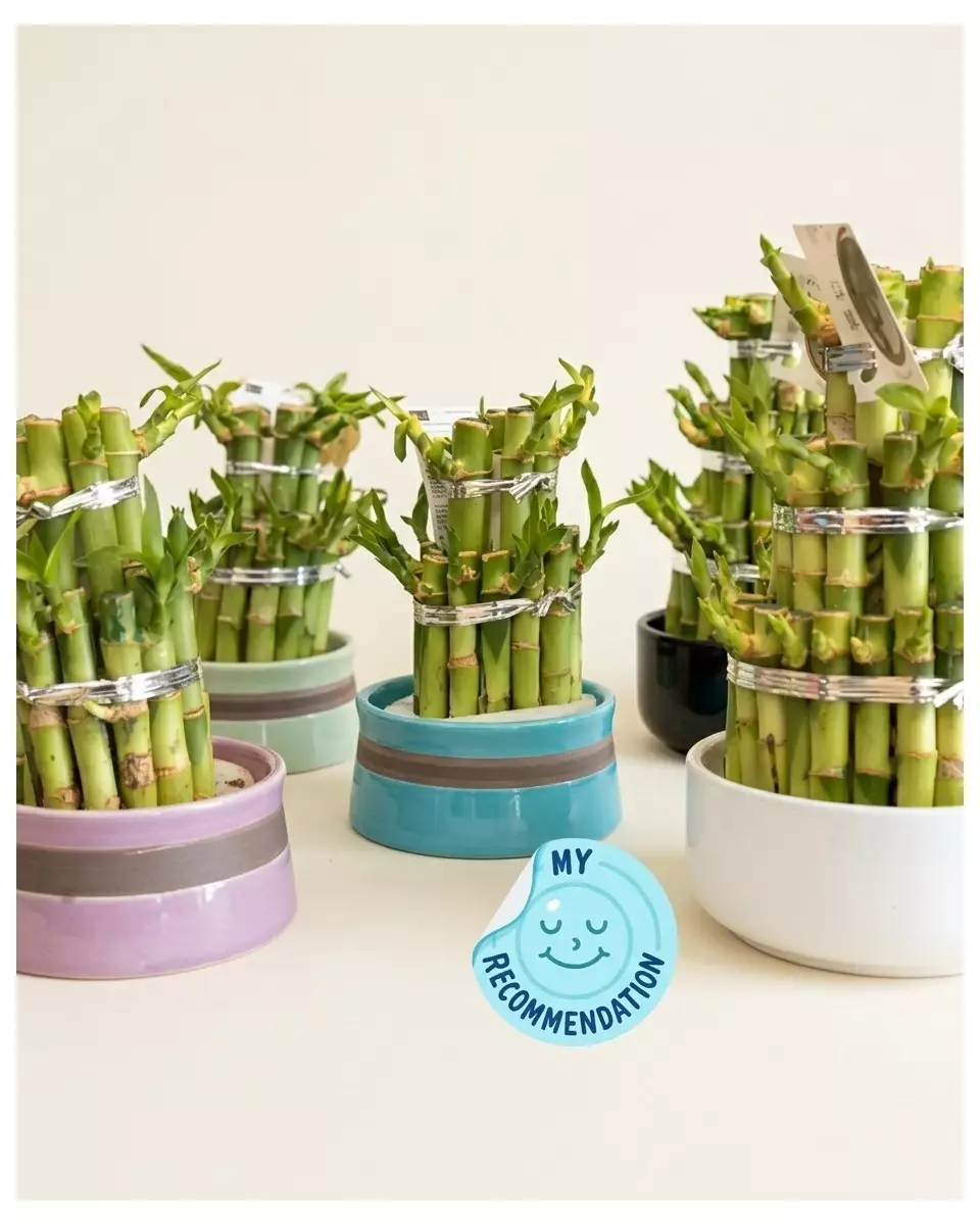 Bambou en pot – vue 2
