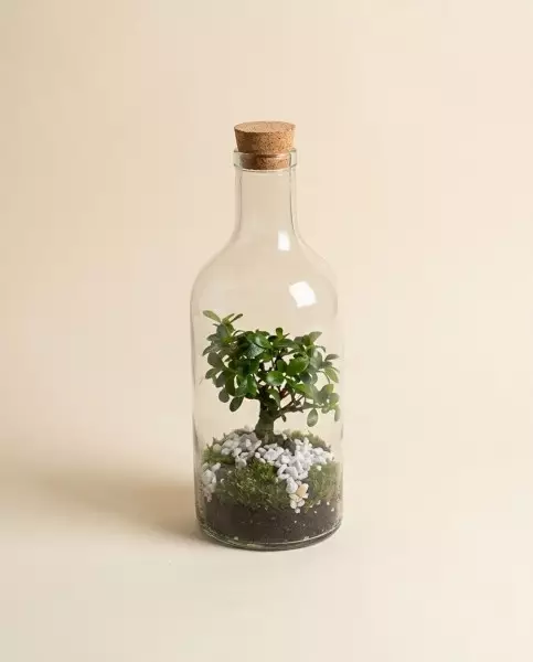 Bonsaï en Bouteille Verte – 44cm | Verttige