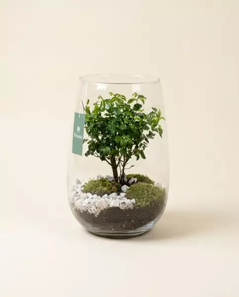 Bonsaï en Vase Cylindrique – Ø27cm | Verttige